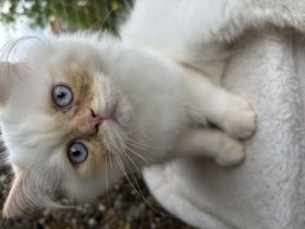 Wunderschöne Perser-Katzen zu verkaufen