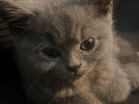 BKH Kitten abzugeben