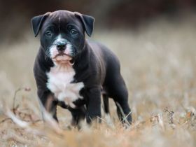 American Bully Standard