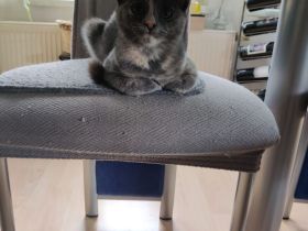 Zwei Babykatzen Lucy und Lea suchen ein liebevolles zuhause Wir haben zwei Babykätzchen