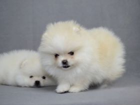 Wunderschöne reinrassige Zwergspitz Pomeranian Welpen