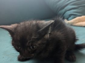 2 kleine katzendamen suchen neues Zuhause