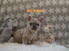 Wunderschöne Freiatmende Französische Bulldogge Welpen