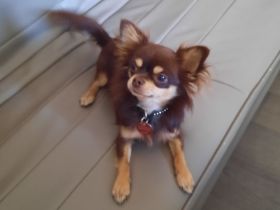 Chihuahua Rüde 10 Monate alt sucht ein neues Zuhause