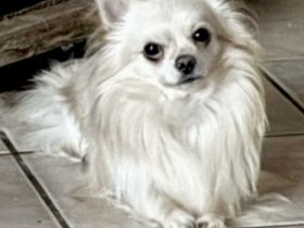 Biete Chihuahua Deckrüde