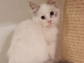 Ein Sibirisches Kitten in der Variante Neva Masquarade - Mädchen