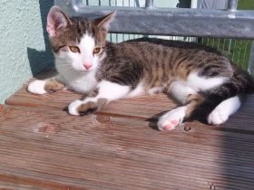 KOSTEK SUCHT EIN NEUES ZUHAUSE