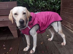 Liebevolle Hunde Dame Nala, sucht ein neues Zuhause