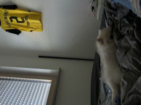 Weiß Beiger Pomeranian Welpe