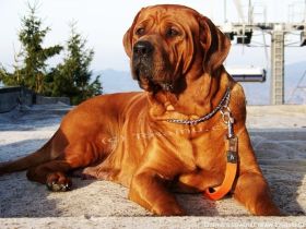 Tosa inu Welpen mit FCI Ahnetafel - Frühjahr/Sommer 2026