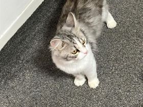 Kater Ragamuffin hasukater