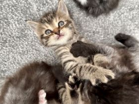 2 Kitten Norweger 1 Junge 1 Mädchen