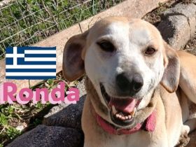 Ronda, 03/17 - sanfte Seele sucht liebevolles Zuhause