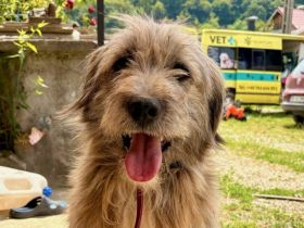 Hast du ein Herz für Apollo?