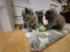 Britisch Kurzhaar Kitten mit Stammbaum