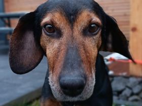 Glory, geb. ca.04/2021, lebt auf einer Pflegestelle in 53639 Königswinter