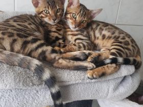 Bengal Katzen (3 Monate alt)