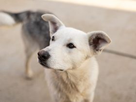 Unser überaus freundlicher Sam ist bereit für ein neues Zuhause!