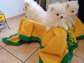 Pomeranian Zwergspitz