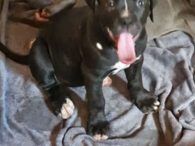 Cane corso xl bully mix