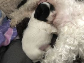 Bolonka-Havanesa Mix