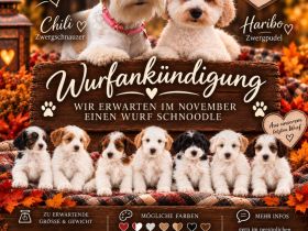 Schnoodle Minidoodle Zwergpudel/Zwergschnauzer x American Zwergschnauzer Mini Doodle