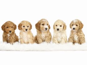 Schnoodle Minidoodle Zwergpudel/Zwergschnauzer x American Zwergschnauzer Mini Doodle