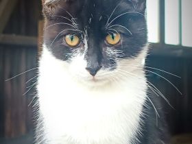 ❤️Sehr süßes Kätzchen zum verlieben❤️