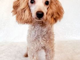 Zuckersüße Toypudel Hündin mit FCI Ahnentafel