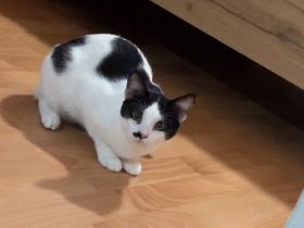 Zwei Katzen suchen ein Zuhause
