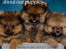 Echte Zwergspitzwelpen suchen Ihr Traumhause!