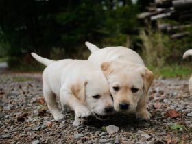 Labrador Mädchen Welpe weiß/creme/blond