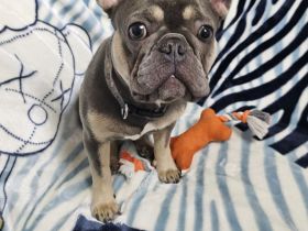 französische Bulldogge Mädchen