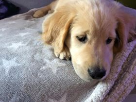 Golden Retriever Rüde