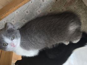 Wunderschöne Bkh kitten