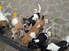 Jack Russell Terrier welpen mit CHIP/Eu-Pass ab sofort - nur 1 Hündinn