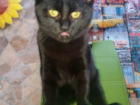 2 BKH Kater dringend abzugeben nur zusammen