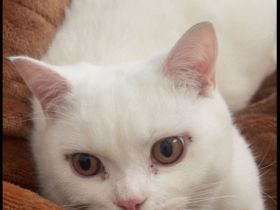 Bkh Britisch Kurzhaar Katze