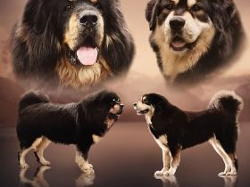 WURFANKÜNDIUNG DO KHYI