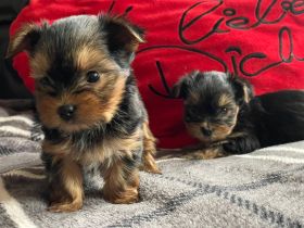 Wunderschöne Mini Yorkshire Terrier Welpen