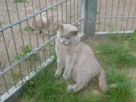 Britisch Kurzhaar Deckkater mit STB