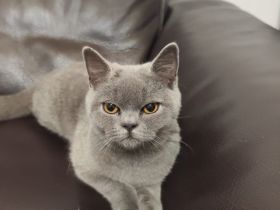 BKH katze 6 Monate alt