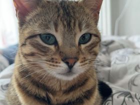 Reinrassige Bengalen Kater und Kätzin zum Züchten