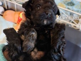 Bolonkazwetnawelpen suchen Kuschelplatz