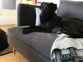 Der süße Limba möchte dich kennen lernen