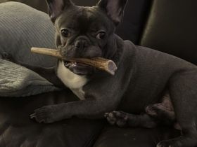 Französische Bulldogge