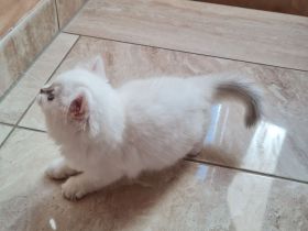 Süße bkh und blh Kätzchen suchen ihr liebevolles Zuhause