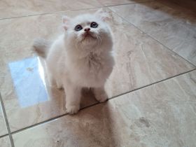 Süße bkh und blh Kätzchen suchen ihr liebevolles Zuhause