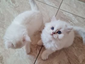 Süße bkh und blh Kätzchen suchen ihr liebevolles Zuhause