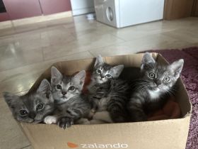 4 Babykatzen BKH\Persisch